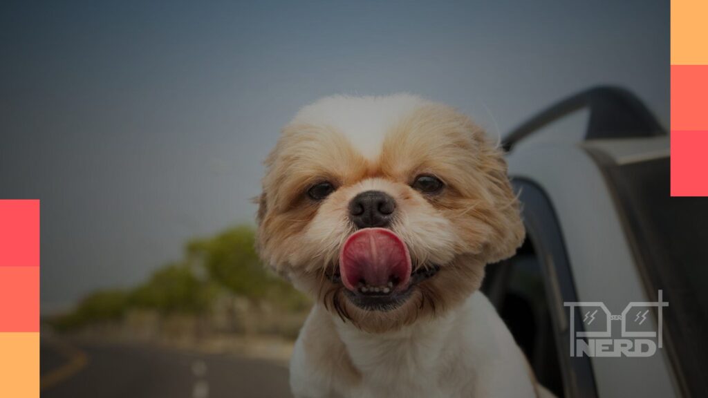 Cachorro com nome inspirado em filmes e séries