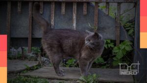 Chainsmoker Cat, o anime mais visto do verão 2026 no Japão, superando Mushoku Tensei na Niconico